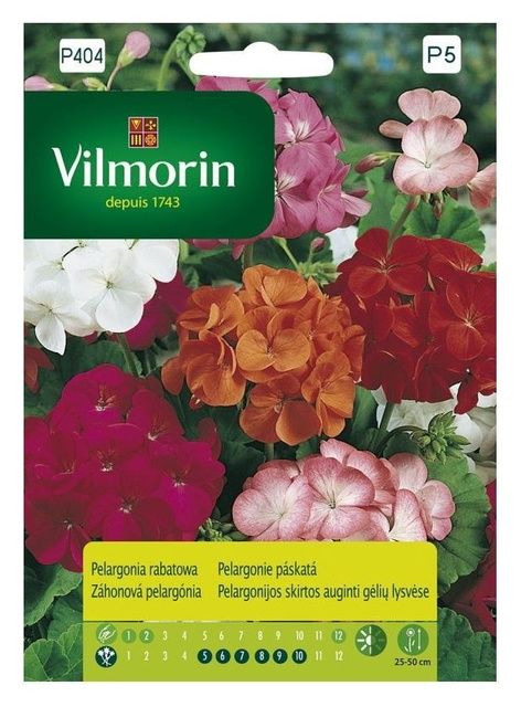 Pelargonia rabatowa Vilmorin