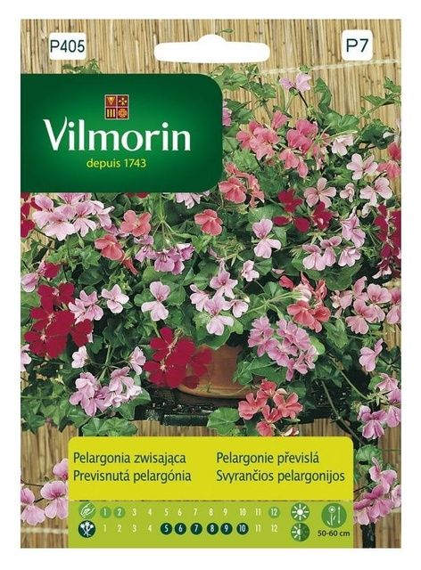 Pelargonia zwisająca Vilmorin