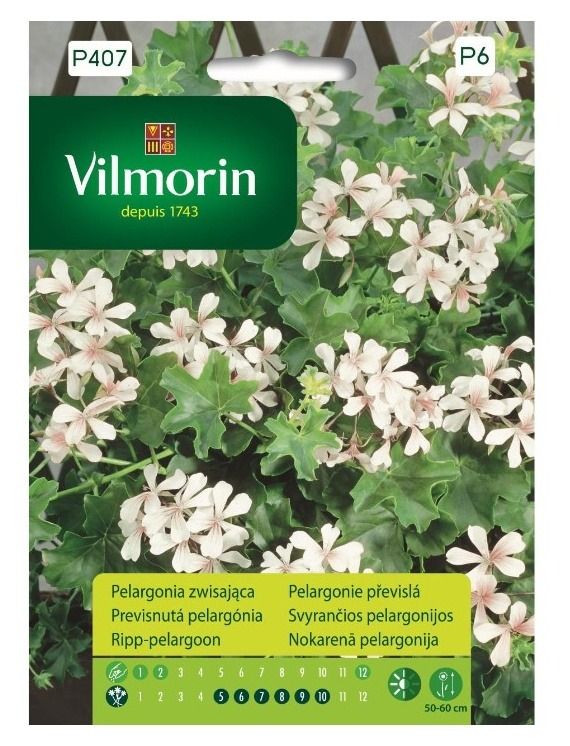 Pelargonia zwisająca biała 7szt Vilmorin
