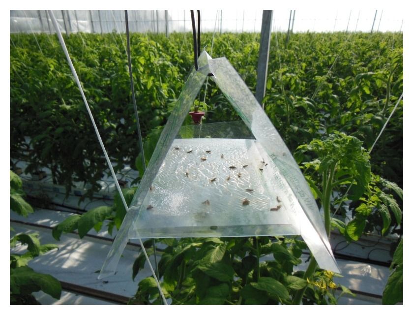 Pułapka feromonowa DELTASTOP 1 szt Biocont3