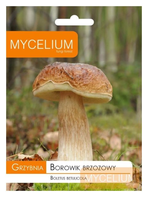 Grzybnia Borowik brzozowy 10g Mycelium 