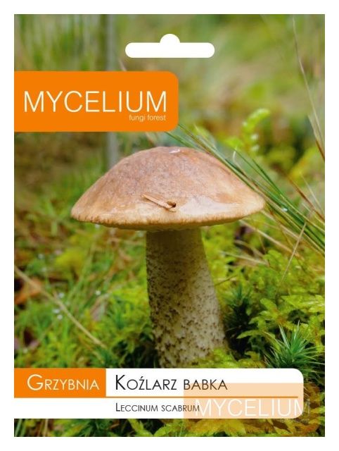 Grzybnia Koźlarz Babka 10g Mycelium