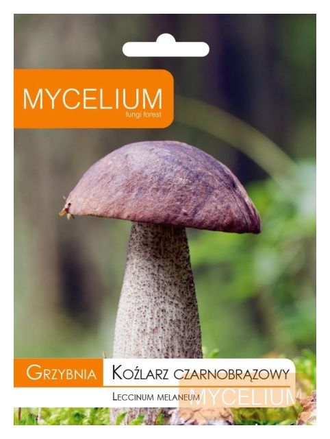 Grzybnia Koźlarz czarnobrązowy 10g Mycelium