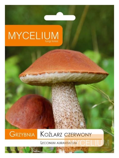 Grzybnia Koźlarz czerwony 10g Mycelium
