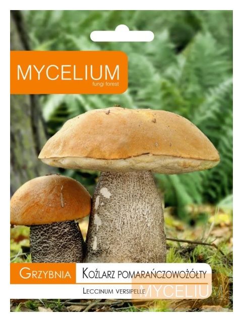 Grzybnia Koźlarza pomarańczowożółtego 10g Mycelium 