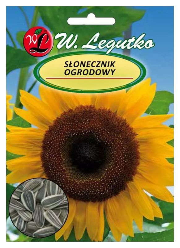 Słonecznik ogrodowy jadalny Legutko