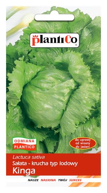 Sałata krucha Kinga 1g Spójnia