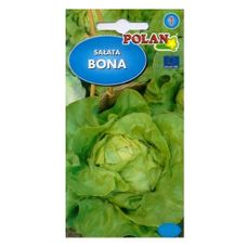 Sałata masłowa Bona Polan
