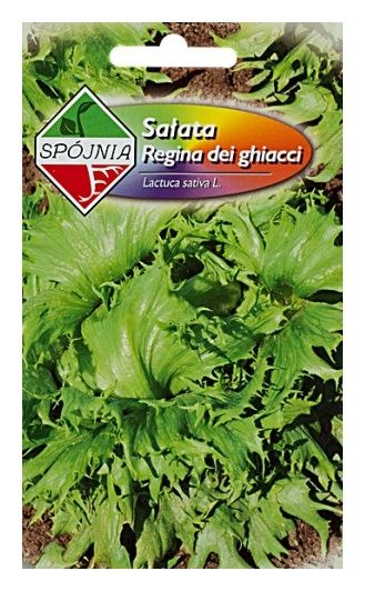 Sałata Regina 1g Spójnia