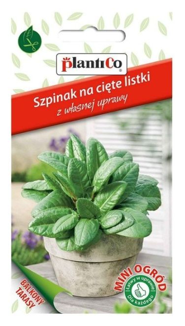 szpinak mini ogród