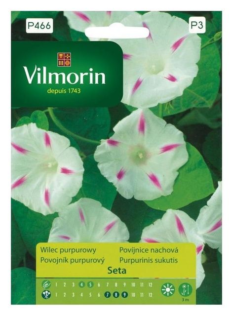 Wilec purpurowy Seta Vilmorin