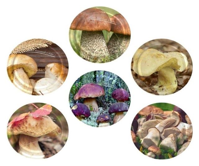 Zakrętka Grzyby fi 66 4-zaczepowa 10 sztuk Biowin