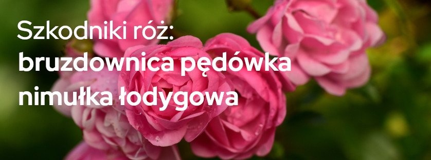 Szkodniki róż: bruzdownica pędówka i nimułka łodygowa | Blog Sklepogrodniczy.pl