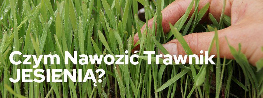 Czym nawozić trawnik jesienią? | Blog Sklepogrodniczy.pl
