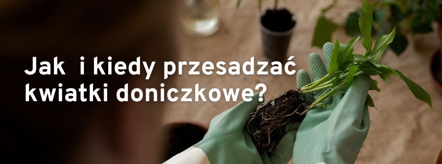 Jak i kiedy przesadzać kwiatki doniczkowe