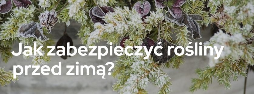 Jak zabezpieczyć rośliny przed zimą? - Sklepogrodniczy.pl