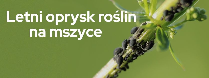 Letni oprysk roślin na mszyce - Sklepogrodniczy.pl 