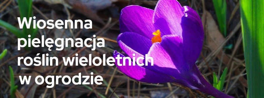 Wiosenna pielęgnacja roślin wieloletnich w ogrodzie | Blog Sklepogrodniczy.pl