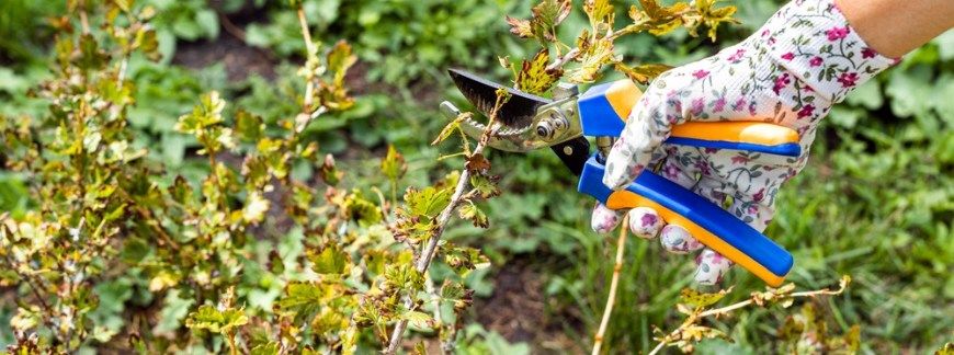 Przycinanie agrestu w ogrodzie sekatorem
