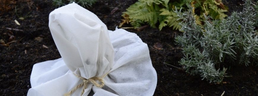 Roślina okryta białą agrowłókniną na zimę