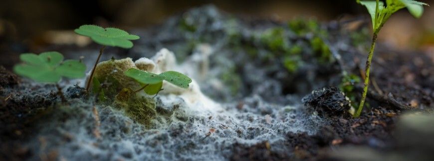 Mikoryza w ogrodzie – młode rośliny i grzybnia w glebie – Fot. ABO PHOTOGRAPHY shutterstock.com