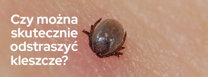 Czy można skutecznie odstraszyć kleszcze?  | Blog Sklepogrodniczy.pl 