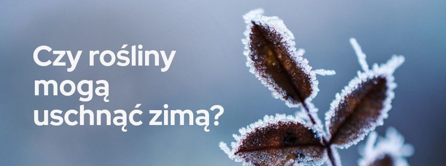 Czy rośliny mogą uschnąć zimą? | Blog Sklepogrodniczy.pl