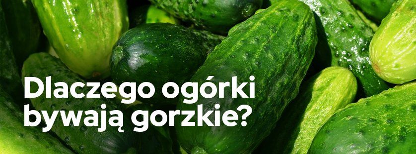 Dlaczego ogórki są gorzkie?
