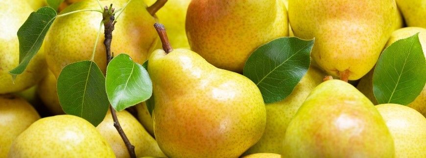 Dojrzałe gruszki do wykorzystania w kuchni i na przetwory. Fot. Nitr - shutterstock.com