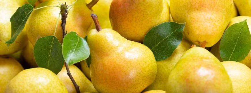 Dojrzałe gruszki do wykorzystania w kuchni i na przetwory. Fot. Nitr - shutterstock.com