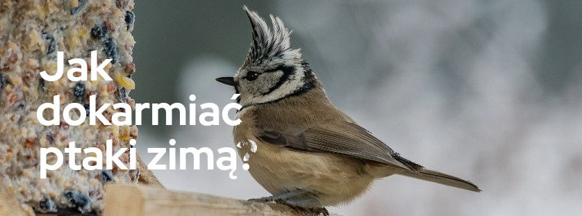 Jak dokarmiać ptaki zimą? | Blog Sklepogrodniczy.pl 