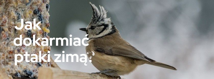Jak dokarmiać ptaki zimą? | Blog Sklepogrodniczy.pl