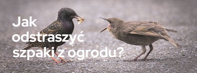 Jak odstraszyć szpaki z ogrodu? | Blog Sklepogrodniczy.pl