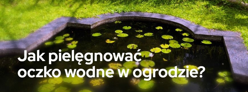 Jak pielęgnować oczko wodne w ogrodzie? | Blog Sklepogrodniczy.pl