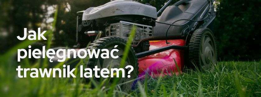 Jak pielęgnować trawnik latem? | Blog Sklepogrodniczy.pl