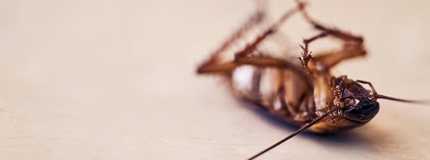 Jak pozbyć się karaluchów?