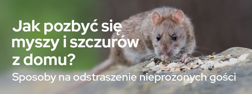 Jak pozbyć się myszy i szczurów z domu? | Blog Sklepogrodniczy.pl 