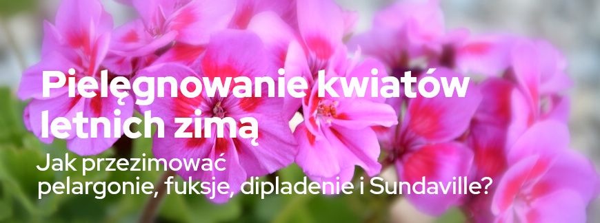 Jak przezimować pelargonie, fuksje, dipladenie i Sundaville? Pielęgnowanie kwiatów letnich zimą | Blog Sklepogrodniczy.pl