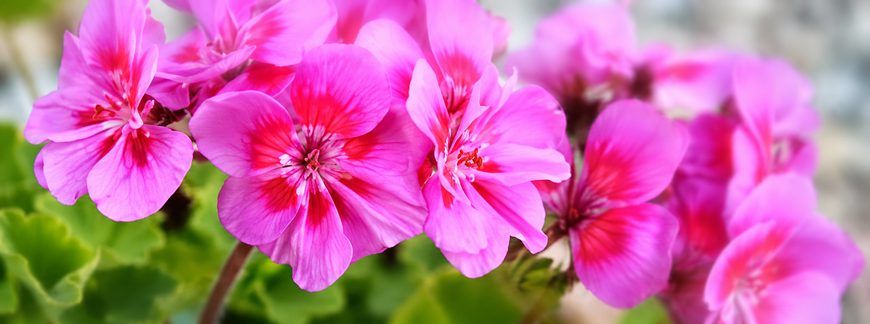 Jak przezimować pelargonie, fuksje, dipladenie i Sundaville? Pielęgnowanie kwiatów letnich zimą