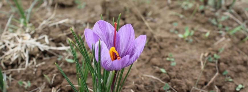 Wiosenny ogród z krokusami – pielęgnacja ogrodu na wiosnę