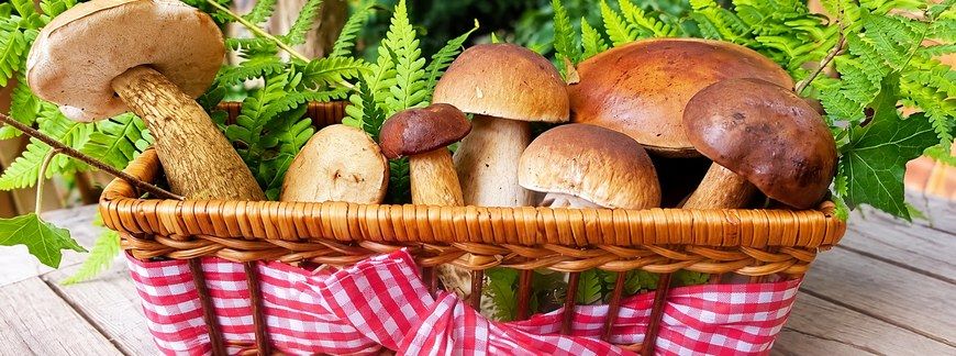 Jak suszyć grzyby w domu? Poradnik