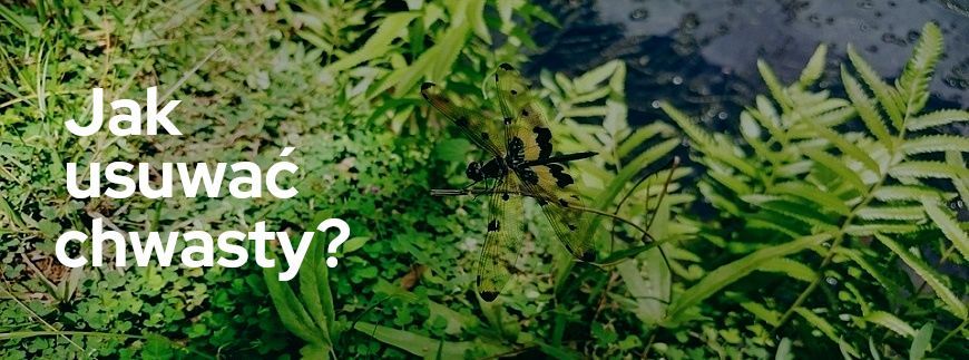 Jak usuwać chwasty - co zastosować, by skutecznie się ich pozbyć? | Blog Sklepogrodniczy.pl