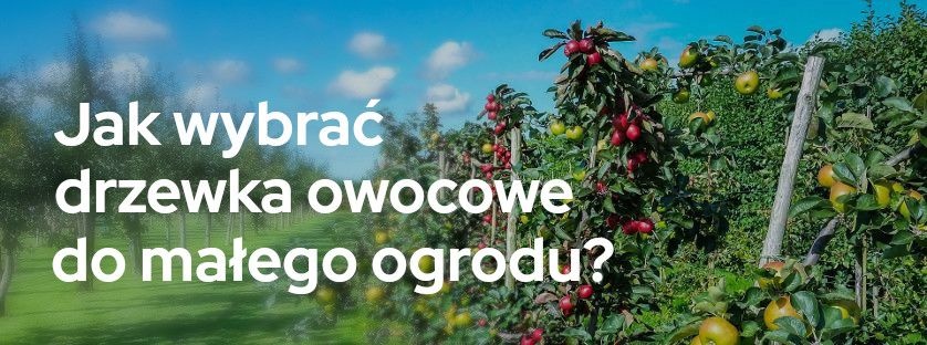 ​Jak wybrać drzewka owocowe do małego ogrodu? | Blog Sklepogrodniczy.pl