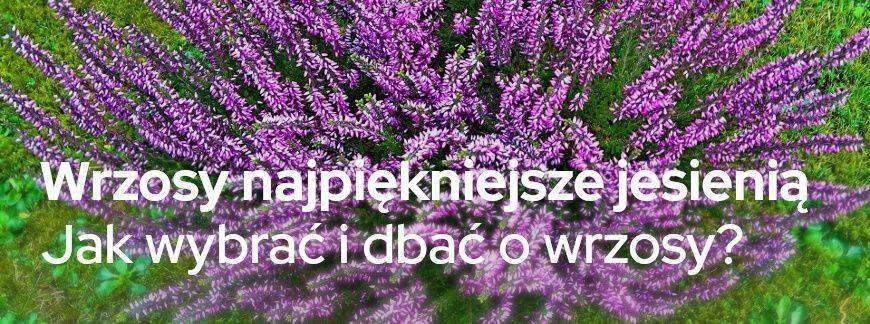 Wrzosy najpiękniejsze jesienią - jak wybrać i dbać o wrzosy?