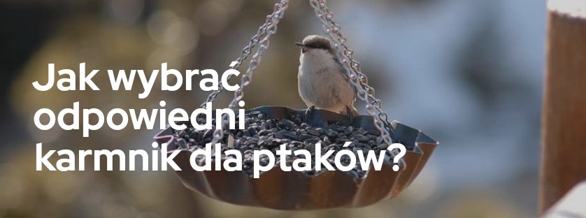 Jak wybrać odpowiedni karmnik dla ptaków? | Blog Sklepogrodniczy.pl