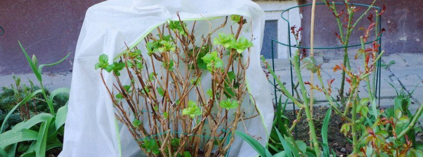 Okrywanie roślin na zimę – hortensja zabezpieczona agrowłókniną ochronną w ogrodzie