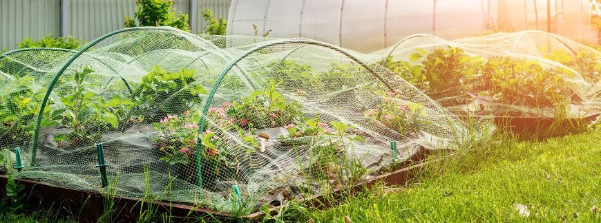 Siatka ochronna nad truskawkami zabezpieczająca owoce przed ptakami. Fot. Medvedeva Oxana - shutterstock.com