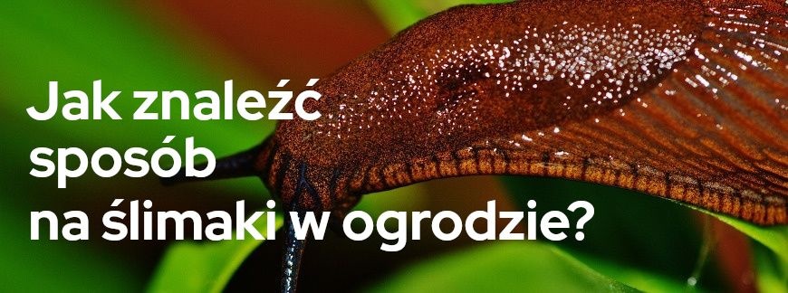 Jak znaleźć sposób na ślimaki w ogrodzie? | Blog Skleporodniczy.pl 