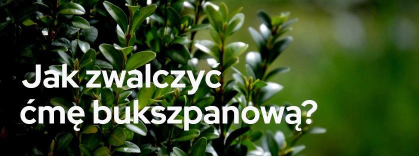 Jak zwalczyć ćmę bukszpanową | Blog Sklepogrodniczy.pl