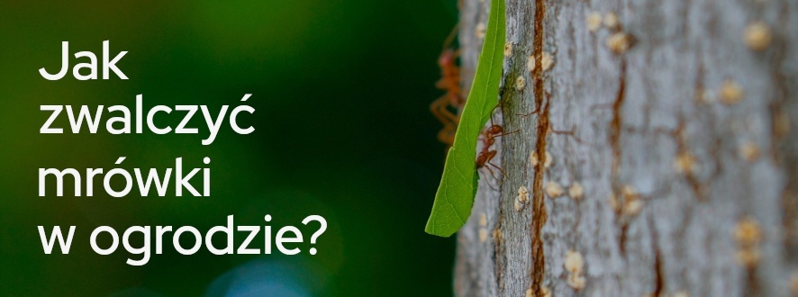 Mrówki w ogrodzie – jak się ich pozbyć? | Blog Sklepogrodniczy.pl 